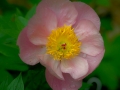 sdim0395