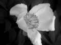 sdim0414bw