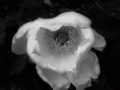 sdim2389