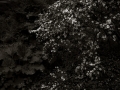sdim2428
