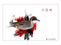 chineseduck