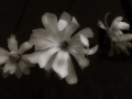 DSCF36661553