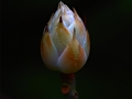 bud1
