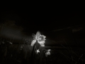 daffodils1