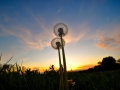 dandelions_dsc_5680