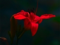 day_lilly