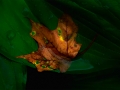 dry_leaf