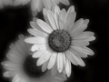 flower9