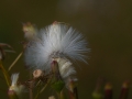 flower_sdim2365