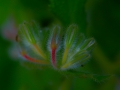 flower_bg