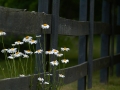 flowers1