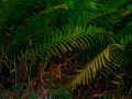 greens