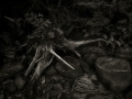 root_dsc_7847_bw1