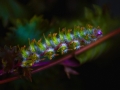 whatever_flower