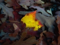 yellow_leaf