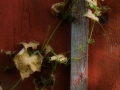 dscf3241