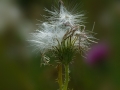 sdim0770