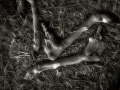 dsc_2288_bw
