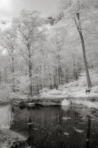 Pond-Infrared Image