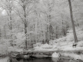 Pond-Infrared Image