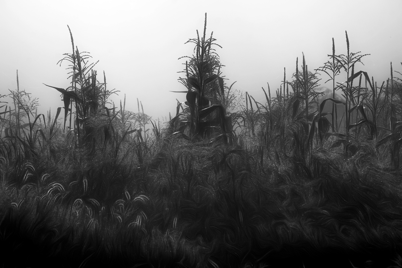 Field of Corn