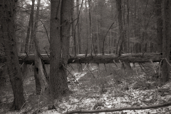 landscapes