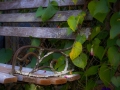 dscf90592