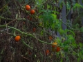 dscf918114