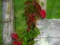 dscf924017
