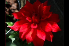 walk in the garden III