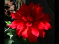 DSCF5293