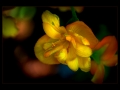 DSCF677610CC
