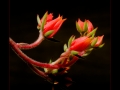 DSCF686414_fr