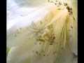 DSCF6913_fr