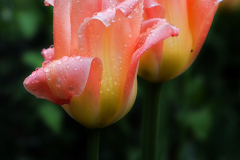 walk-in-the-garden-ii