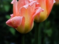 dscf6240