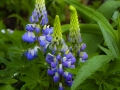 dscf6287
