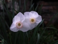 sdim0671