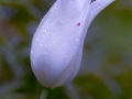 tulip