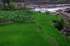 Filename=High_altitude_rice_rz.jpg
Filesize=258KB
Dimensions=1074x716
Date added=May 04, 2012 High_altitude_rice_rz.jpg