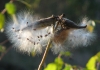 Filename=Jane_Rossman-Taking_Flight~0.jpg
Filesize=178KB
Dimensions=1024x724
Date added=Apr 25, 2012 Jane_Rossman-Taking_Flight~0.jpg