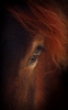 Filename=LazloGyorsok_TheEye.jpg
Filesize=306KB
Dimensions=502x800
Date added=Apr 11, 2012 LazloGyorsok_TheEye.jpg