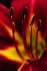 Filename=Lily_Close-up~0.jpg
Filesize=378KB
Dimensions=539x800
Date added=Sep 19, 2011 Lily_Close-up~0.jpg
