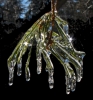 NB1_Housatonic_Rossman,_Jane_Ice_Covered_Pine.jpg