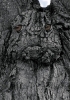 Filename=Nantuckettree_copy.jpg
Filesize=124KB
Dimensions=540x768
Date added=Apr 23, 2012 Nantuckettree_copy.jpg