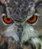 PB1_Housatonic_Rossman,Jane_Angry_Owl_2.jpg