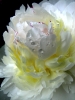 Filename=PB2_Housatonic_Rossman,Jane_Peony_with_Dew.jpg
Filesize=319KB
Dimensions=576x768
Date added=Nov 27, 2011 PB2_Housatonic_Rossman,Jane_Peony_with_Dew.jpg