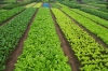 Filename=Viet_garden_rz.jpg
Filesize=385KB
Dimensions=1074x714
Date added=May 04, 2012 Viet_garden_rz.jpg