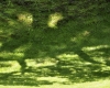 Filename=green_monster_at_Innisfree.jpg
Filesize=885KB
Dimensions=960x768
Date added=Apr 23, 2012 green_monster_at_Innisfree.jpg