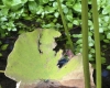 Filename=profile_at_Innisfree.jpg
Filesize=662KB
Dimensions=1000x800
Date added=Apr 23, 2012 profile_at_Innisfree.jpg
